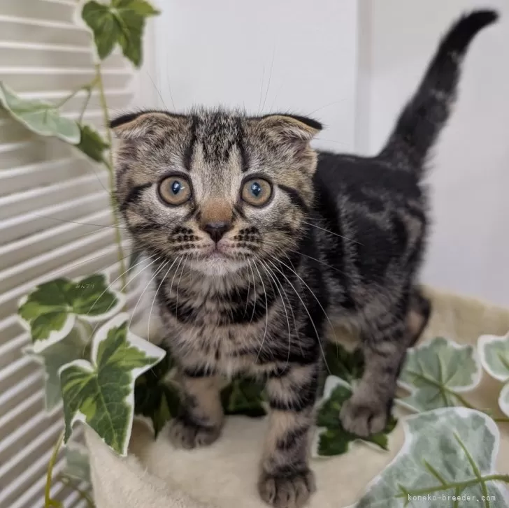 ID：2504-03112の子猫