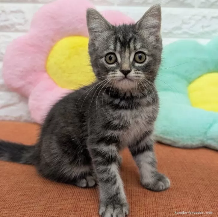 ID：2503-01532の子猫