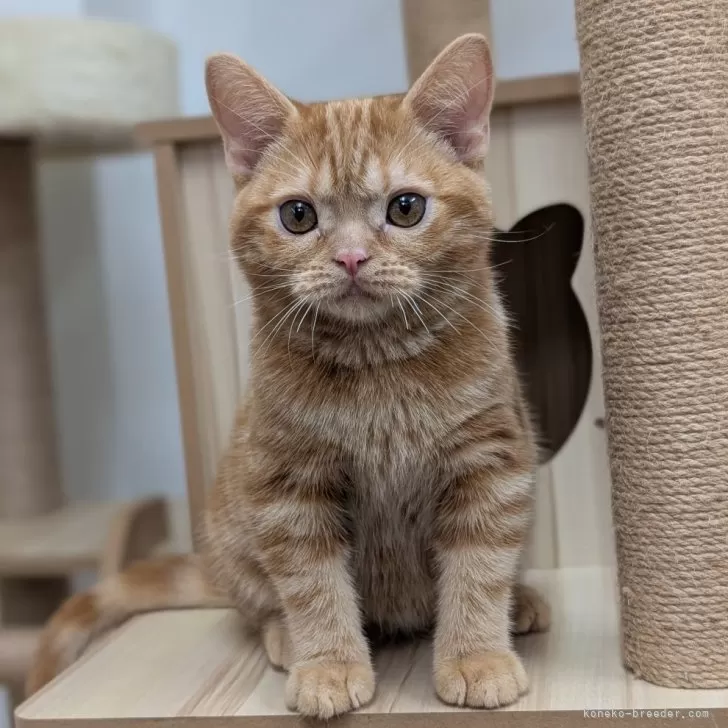 ID：2509-02819の子猫