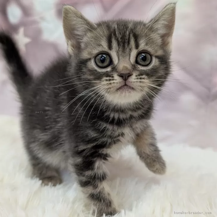 ID:2504-03504の子猫