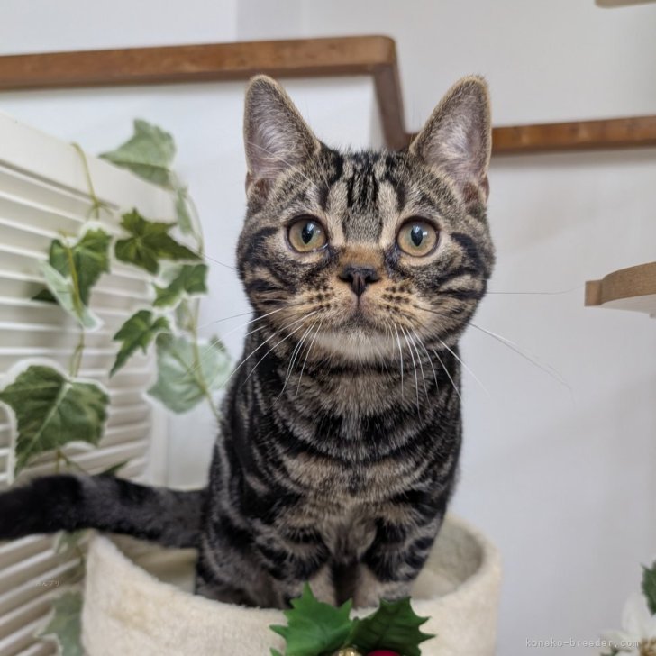 ブリーダー画像