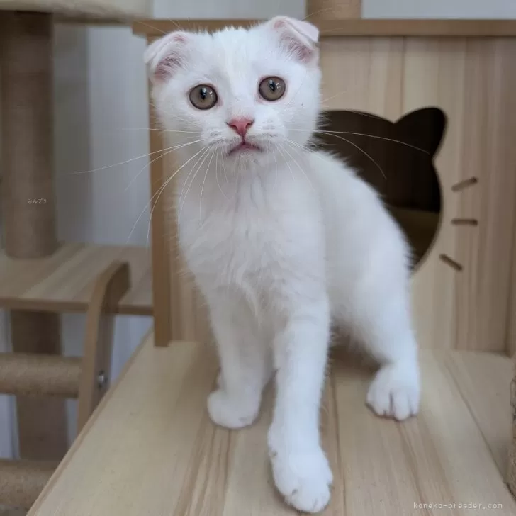 スコティッシュフォールド(折れ耳)【大阪府・女の子・2025年7月12日・ホワイト】の写真1