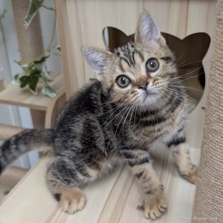 K.Ｉ 様のお迎えした子猫