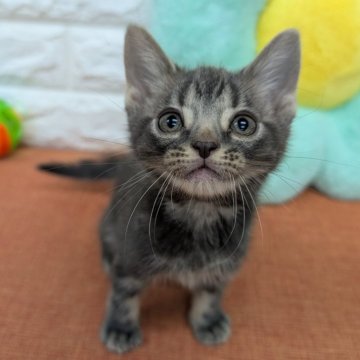 アメリカンショートヘア【大阪府・男の子・2025年5月11日・ブルータビー】の写真「かわいいお顔してます」