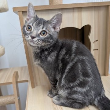 アメショーcatさん専用 楽天市場】アメリカンショートヘア 猫 ネコ（ホビー）の通販