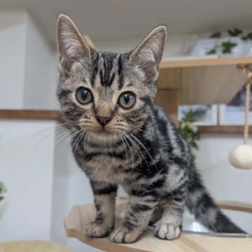 アメリカンショートヘア【大阪府・男の子・2025年7月9日・シルバータビー】の写真「甘えたな男の子です🩷」