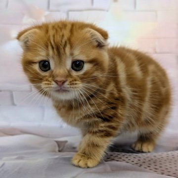 スコティッシュフォールド(折れ耳)【大阪府・男の子・2025年10月11日・レッドタビー】の写真「マイペースで可愛い子です🩷」