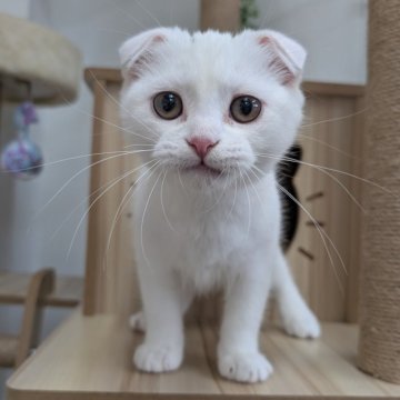 スコティッシュフォールド(折れ耳)【大阪府・女の子・2025年7月12日・ホワイト】の写真「すごく甘えたで可愛い子です🩷ゴロゴロちゃん」