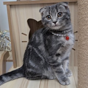 スコティッシュフォールド(折れ耳)【大阪府・女の子・2025年7月31日・ブルータビー】の写真「女の子らしいキュートなお顔しています🩷」