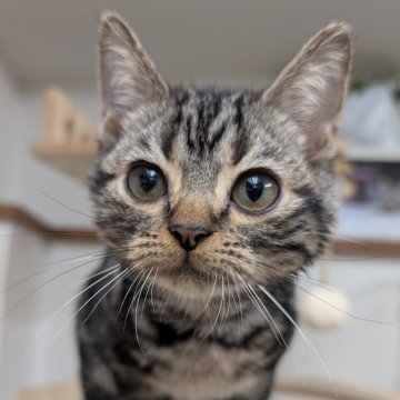 アメリカンショートヘア【大阪府・男の子・2025年7月9日・シルバータビー】の写真「甘えたな男の子です🩷」