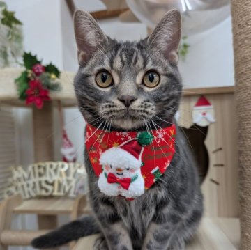 アメリカンショートヘア【大阪府・男の子・2025年5月11日・ブルータビー】の写真「ぽっちゃり男子🩷」