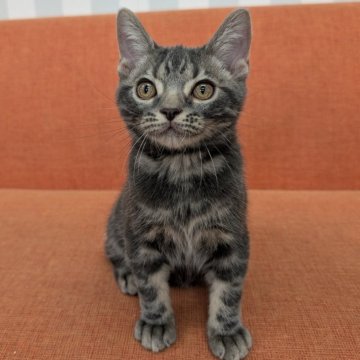 アメリカンショートヘア【大阪府・男の子・2025年5月11日・ブルータビー】の写真「かわいいお顔してます」