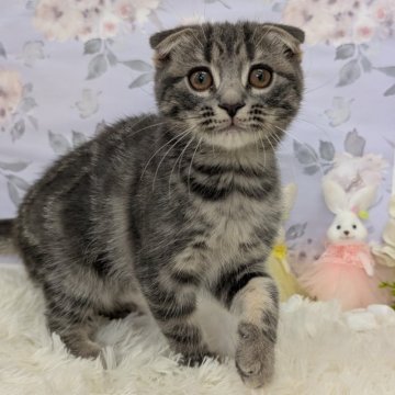 スコティッシュフォールド(折れ耳)【大阪府・女の子・2025年7月31日・ブルータビー】の写真「女の子らしいキュートなお顔しています🩷」