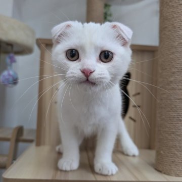 スコティッシュフォールド(折れ耳)【大阪府・女の子・2025年7月12日・ホワイト】の写真「すごく甘えたで可愛い子です🩷」