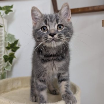 スコティッシュフォールド(立ち耳)【大阪府・男の子・2025年7月31日・ブルータビー】の写真「すごく甘えたで可愛い子です🩷」