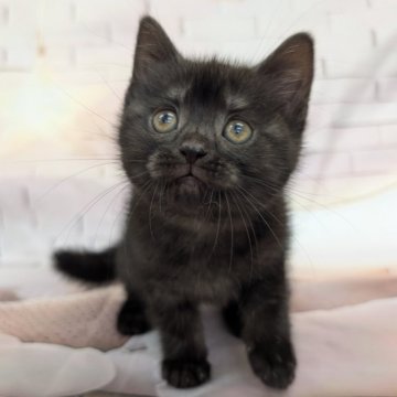 スコティッシュフォールド(立ち耳)【大阪府・女の子・2025年10月11日・ブラックスモーク】の写真「まだ小さいのに超甘えたさんです🩷」