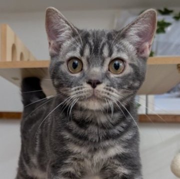 アメリカンショートヘア【大阪府・男の子・2025年4月26日・ブルータビー】の写真「超甘えたな男の子🩷」