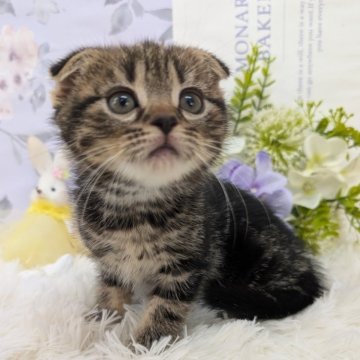 スコティッシュフォールド(折れ耳)【大阪府・女の子・2025年9月16日・ブラウンタビー】の写真「かわいいお顔してます🩷」