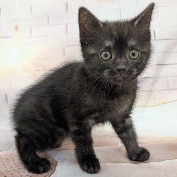 スコティッシュフォールド(立ち耳)【大阪府・女の子・2025年10月11日・ブラックスモーク】の写真「まだ小さいのに超甘えたさんです🩷」