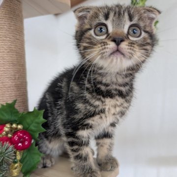 スコティッシュフォールド(折れ耳)【大阪府・女の子・2025年9月16日・ブラウンタビー】の写真「かわいいお顔してます🩷」