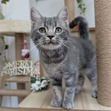 スコティッシュフォールド(立ち耳)【大阪府・男の子・2025年7月31日・ブルータビー】の写真「可愛い子です🩷」