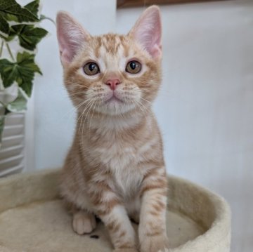 アメリカンショートヘア【大阪府・男の子・2025年7月4日・クリームタビー】の写真「甘えたで愛くるしい子です🩷」