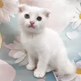 スコティッシュフォールド(折れ耳)