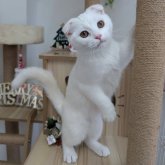 スコティッシュフォールド(折れ耳)