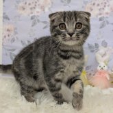 スコティッシュフォールド(折れ耳)