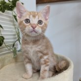 アメリカンショートヘア