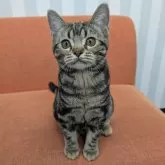 アメリカンショートヘア