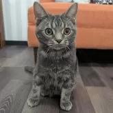 アメリカンショートヘア