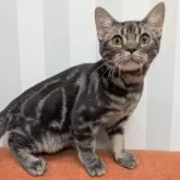 アメリカンショートヘア