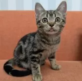 アメリカンショートヘア