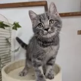 スコティッシュフォールド(立ち耳)