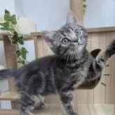 アメリカンショートヘア