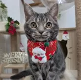 アメリカンショートヘア