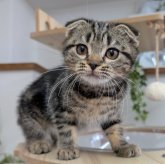 スコティッシュフォールド(折れ耳)