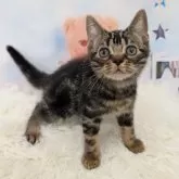 アメリカンショートヘア