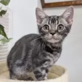 アメリカンショートヘア