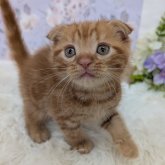 スコティッシュフォールド(折れ耳)