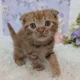 スコティッシュフォールド(折れ耳)