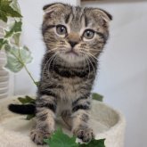 スコティッシュフォールド(折れ耳)