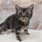 アメリカンショートヘア