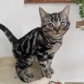 アメリカンショートヘア