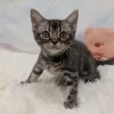 アメリカンショートヘア