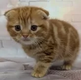 スコティッシュフォールド(折れ耳)