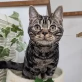 アメリカンショートヘア