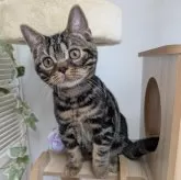 アメリカンショートヘア