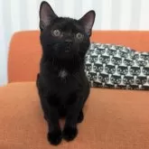 アメリカンショートヘア